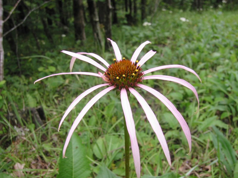 Echinacea laevigata